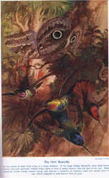 Der Eulenfalter, Illustration aus 